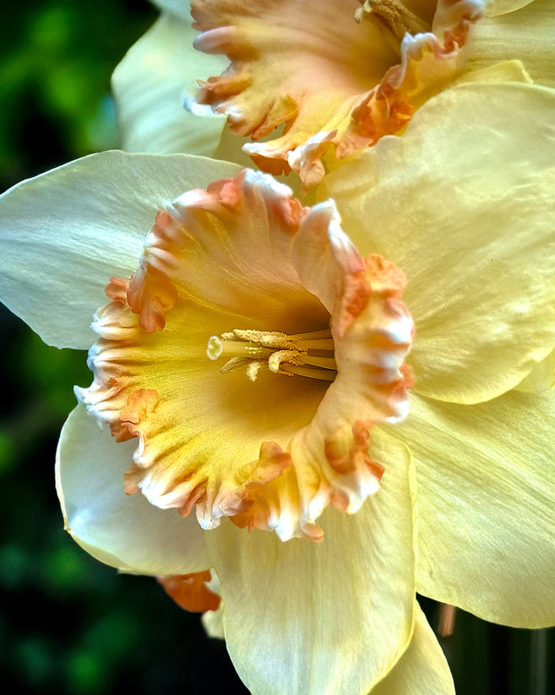 Narcissus 'By George'