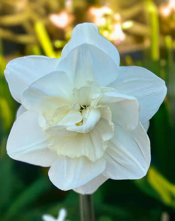 Narcissus 'Androcles'