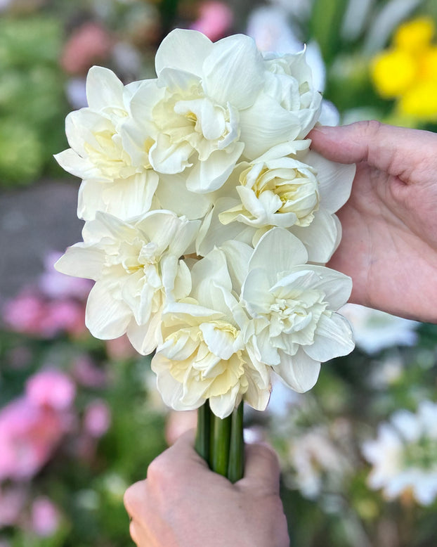 Narcissus 'Androcles'