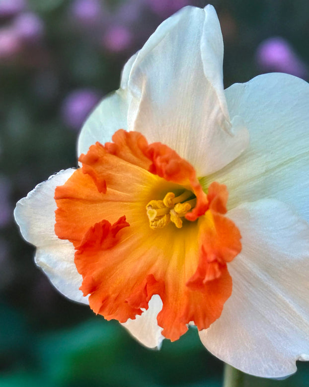 Narcissus 'Eclat'