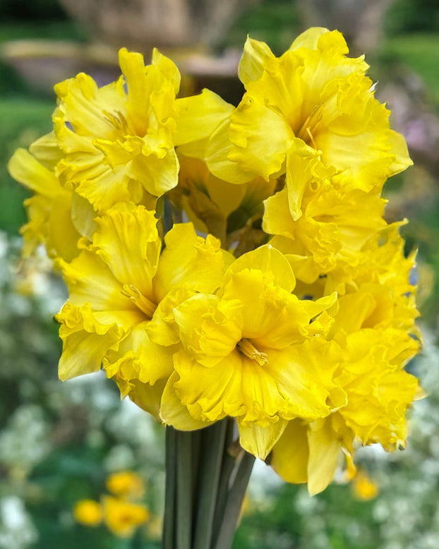 Narcissus 'Splinter'