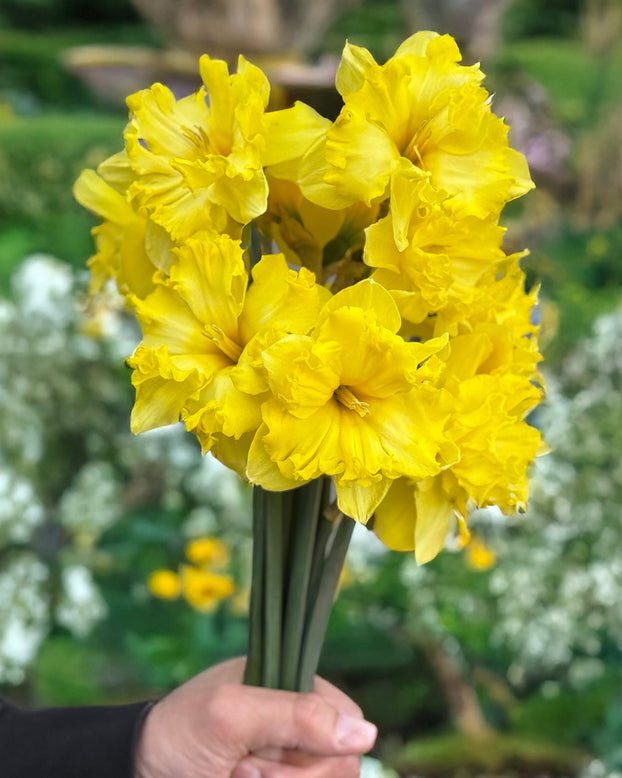 Narcissus 'Splinter'