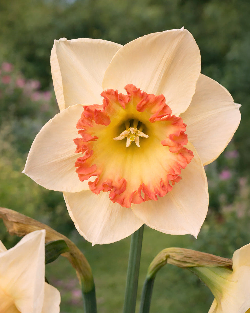 Narcissus 'Crè­me Ca­ra­mel'