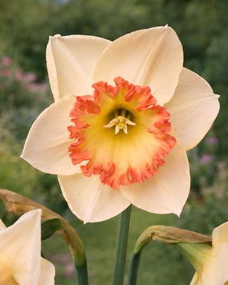 Narcissus 'Crè­me Ca­ra­mel'