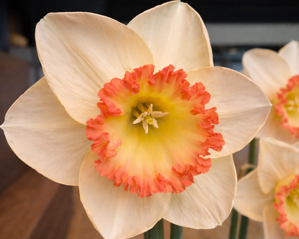 Narcissus 'Crè­me Ca­ra­mel'
