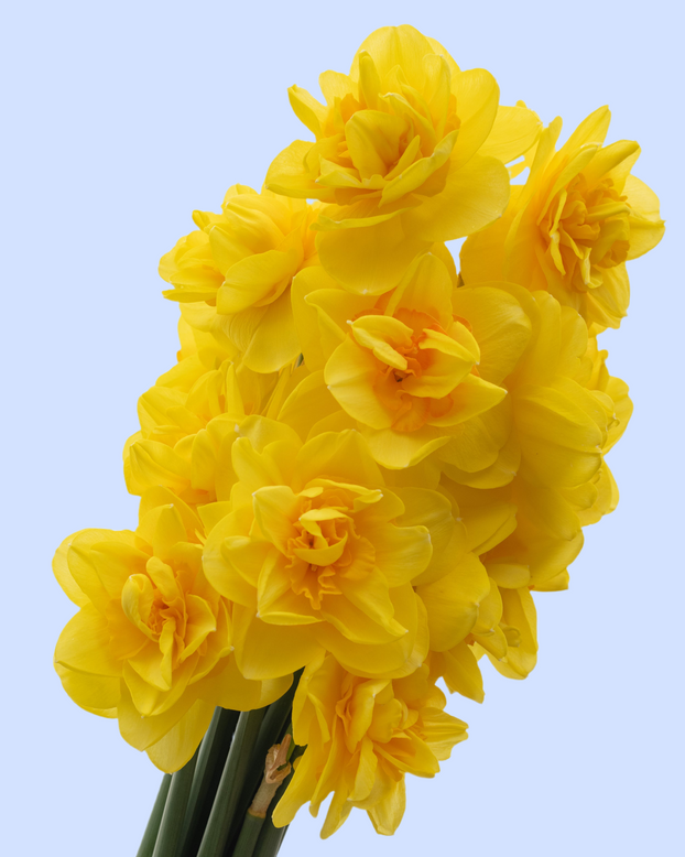 Narcissus 'Queen's Day'