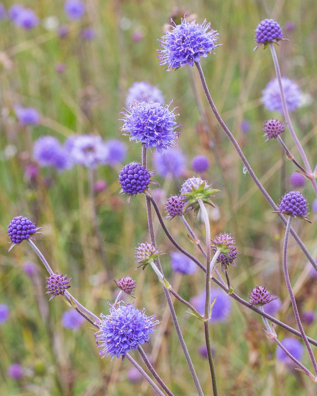 Succisa pratensis