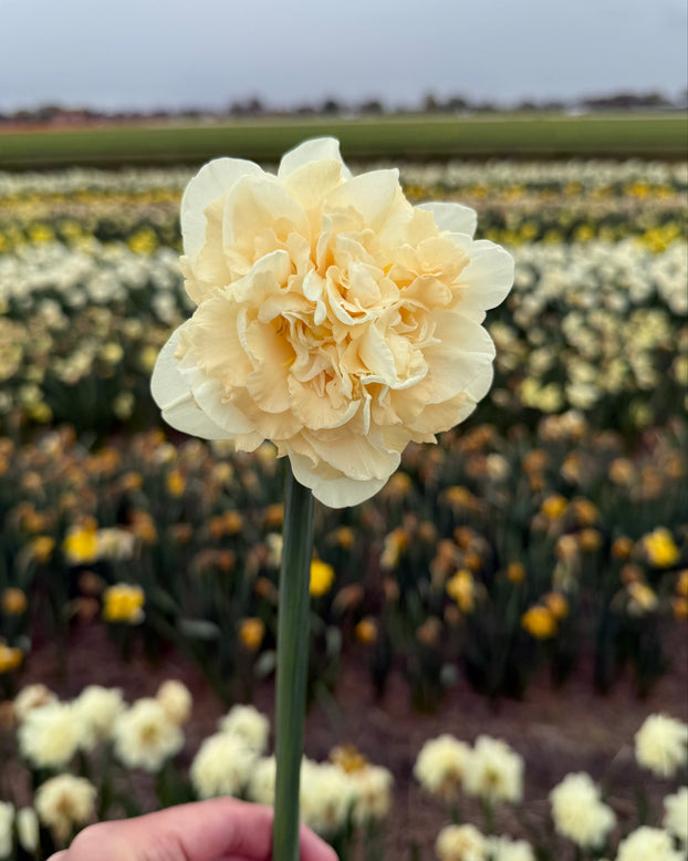Narcissus 'Sophia'