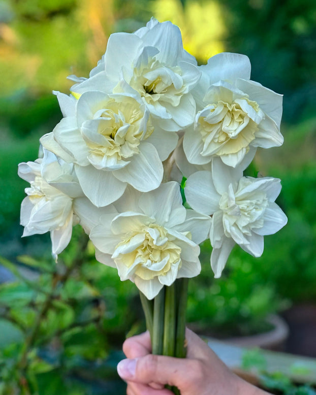Narcissus 'Androcles'