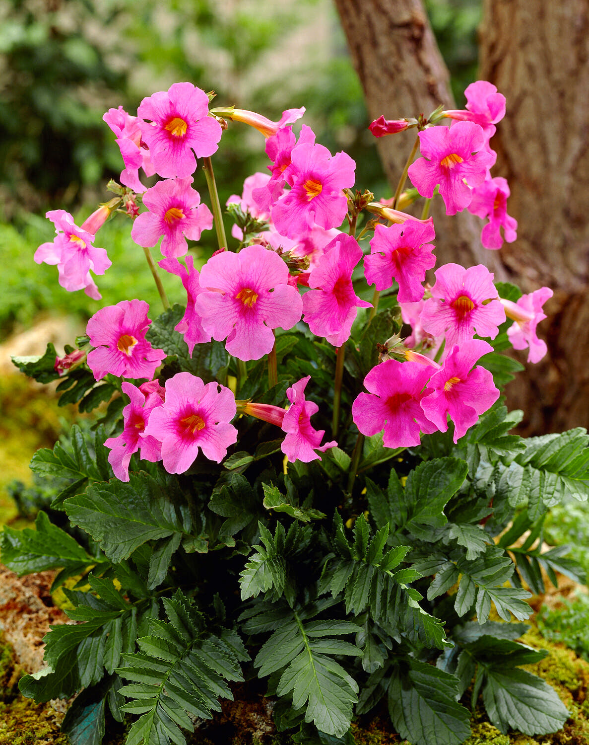Incarvillea delavayi