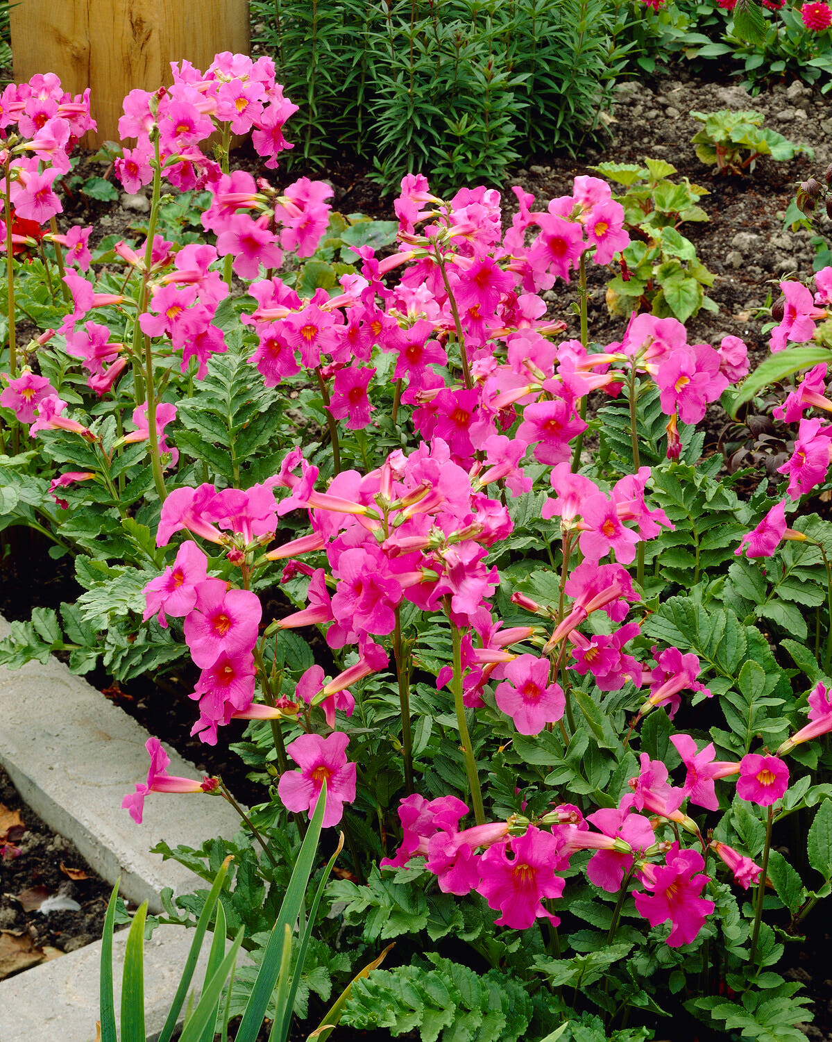 Incarvillea delavayi