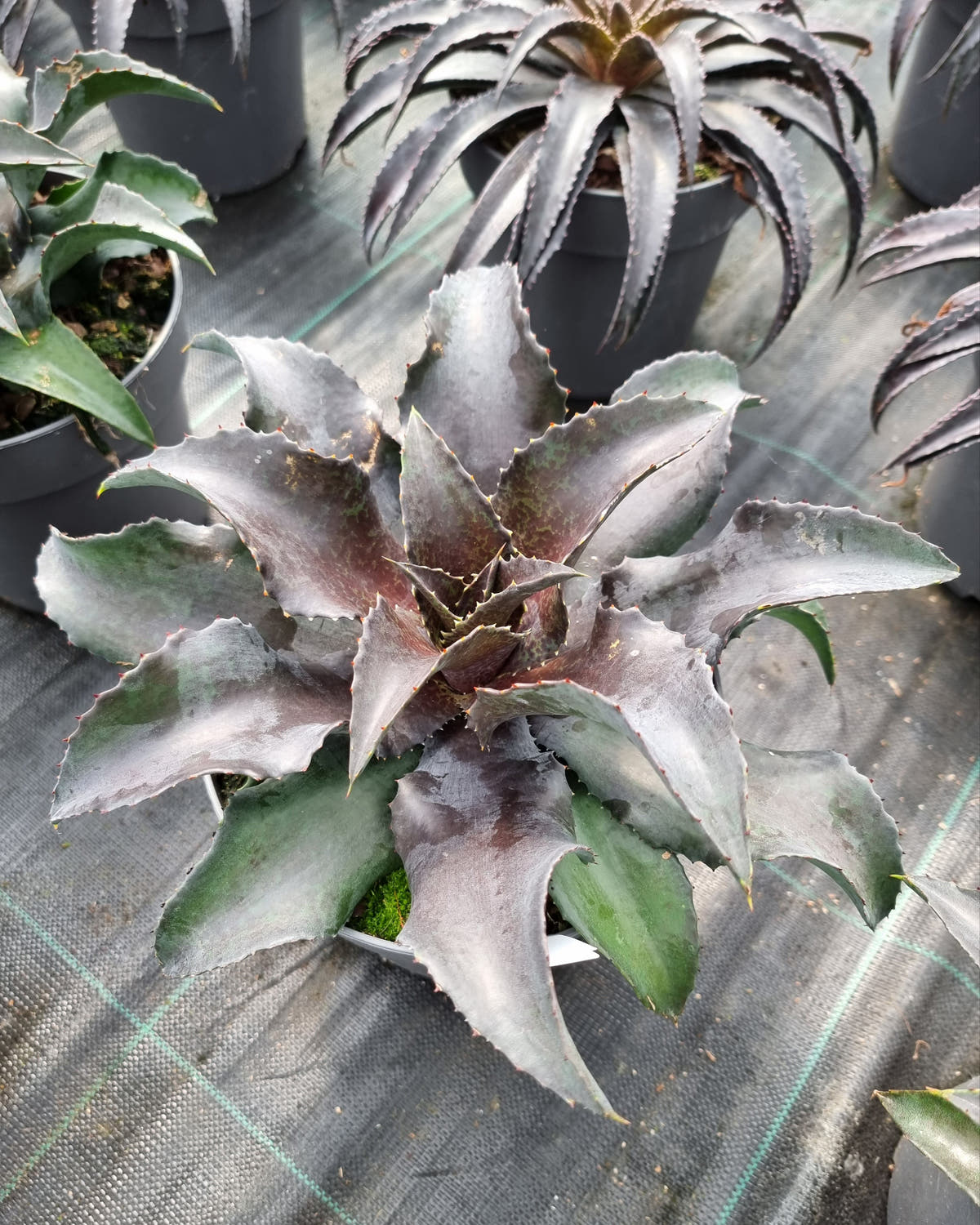 Close-up of a succulent plant with a grid pattern in the background