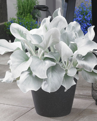 Senecio