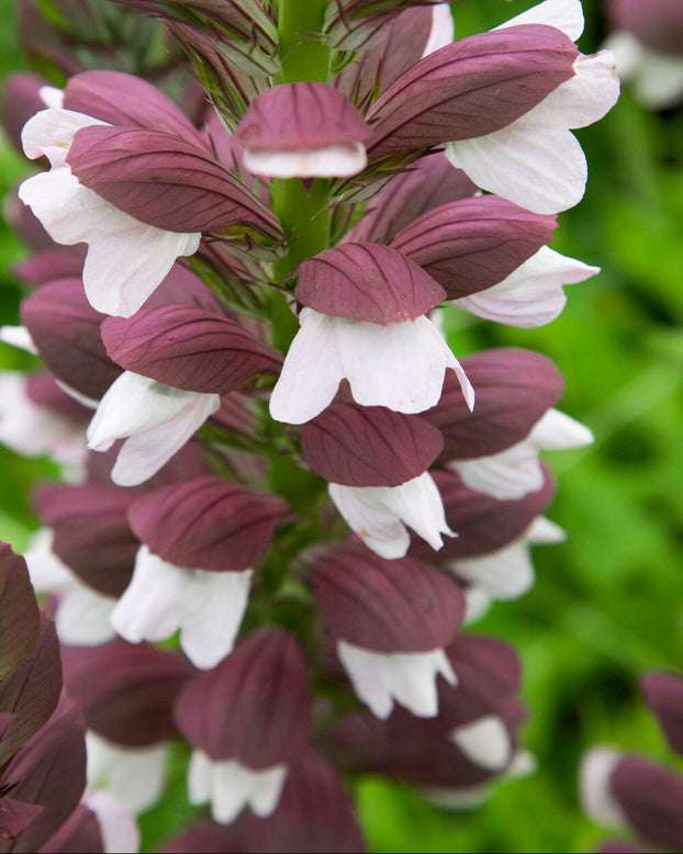 Acanthus 'White Lips'