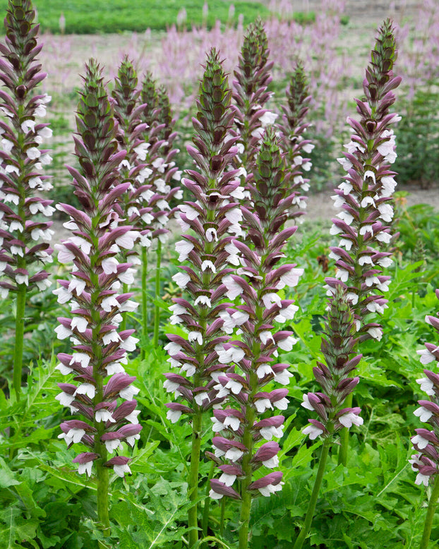 Acanthus 'White Lips'