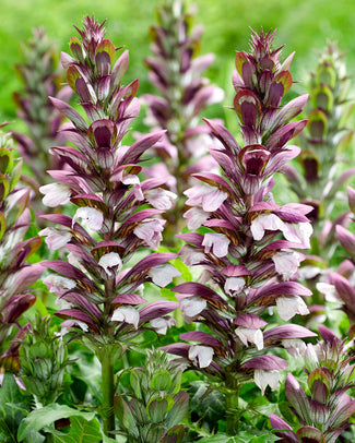 Acanthus 'White Lips'