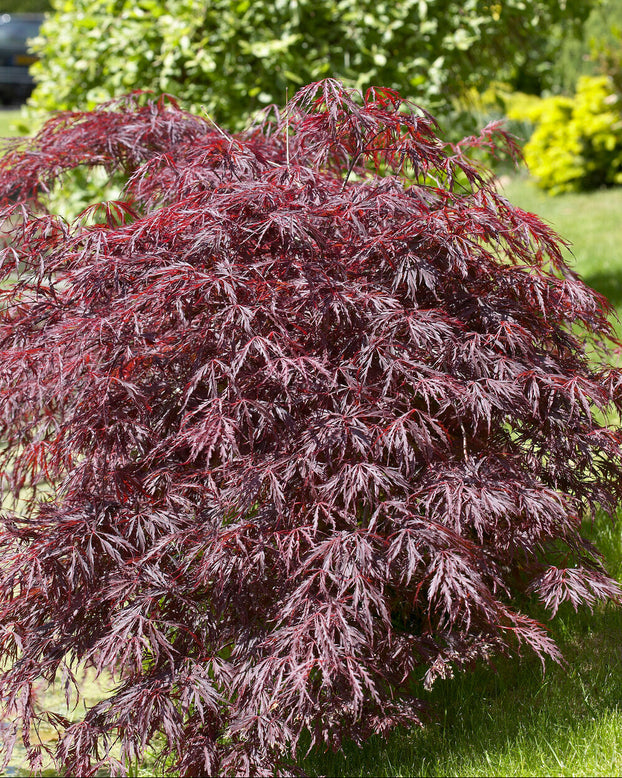 Acer 'Atropurpureum'