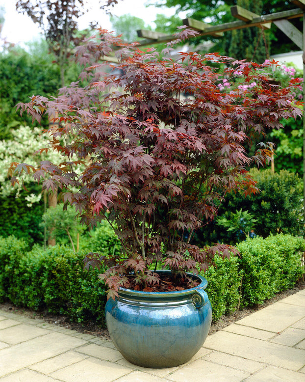 Acer 'Atropurpureum'