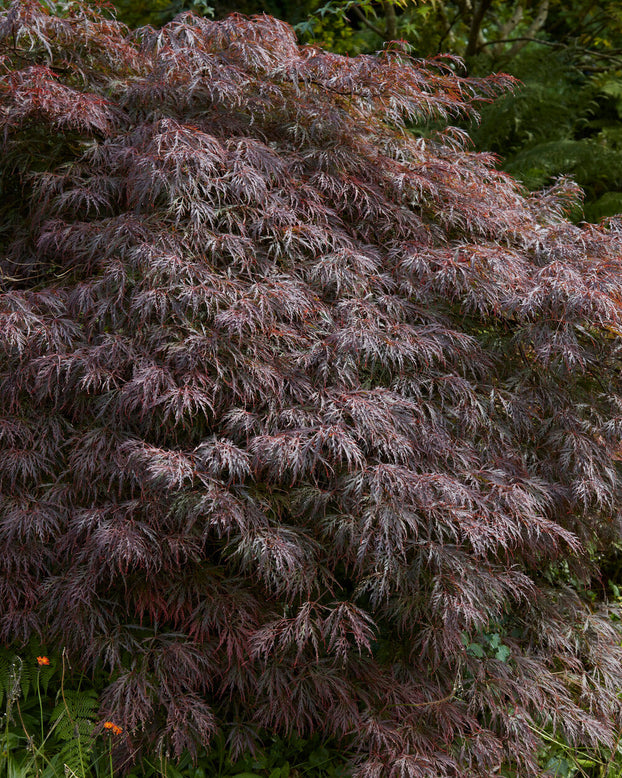 Acer 'Atropurpureum'