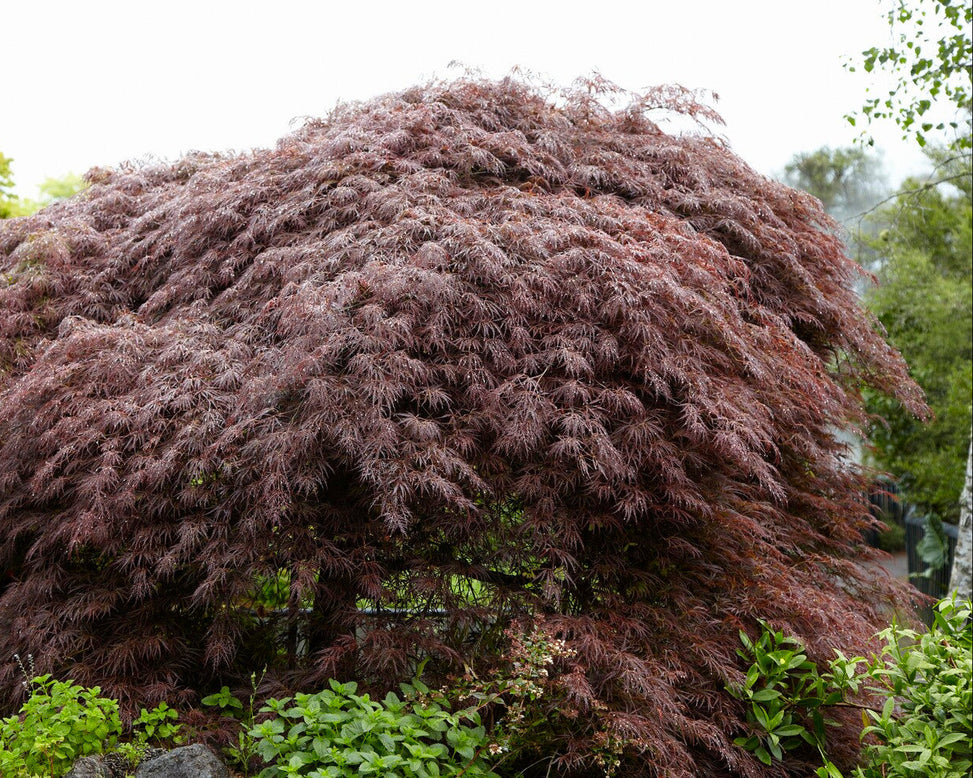Acer 'Atropurpureum'