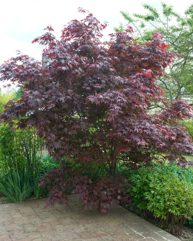 Acer 'Atropurpureum'