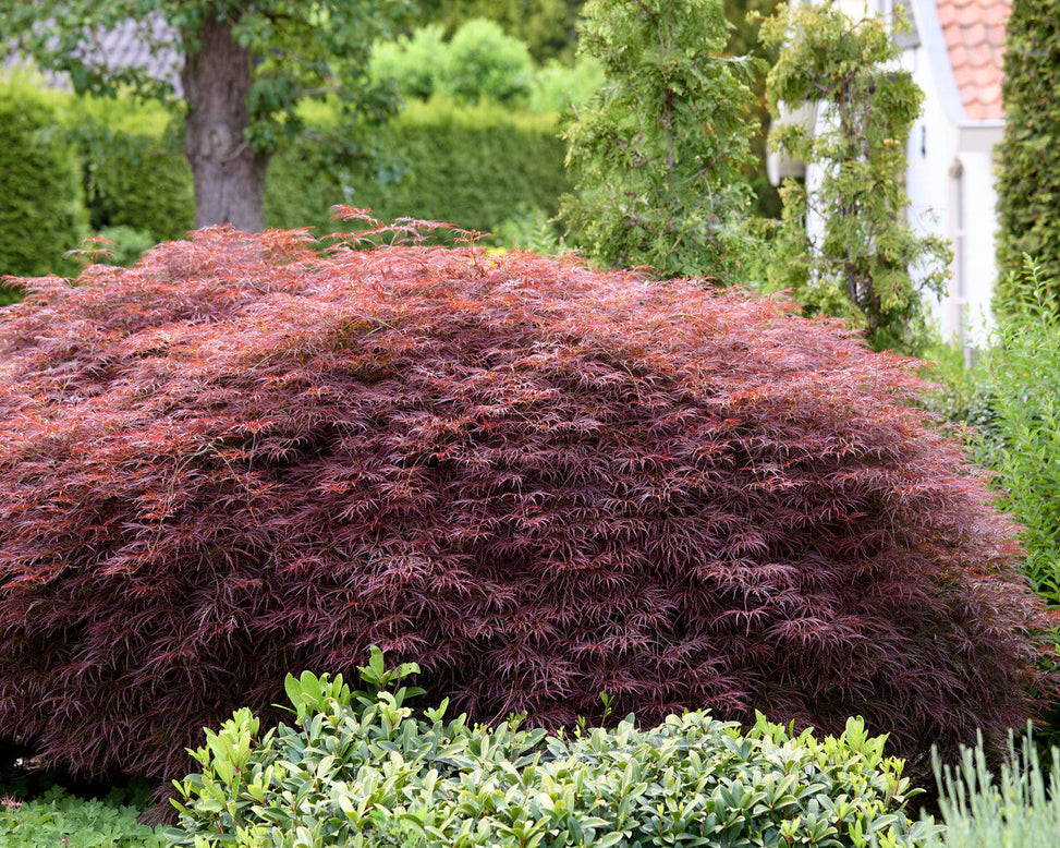 Acer 'Atropurpureum'