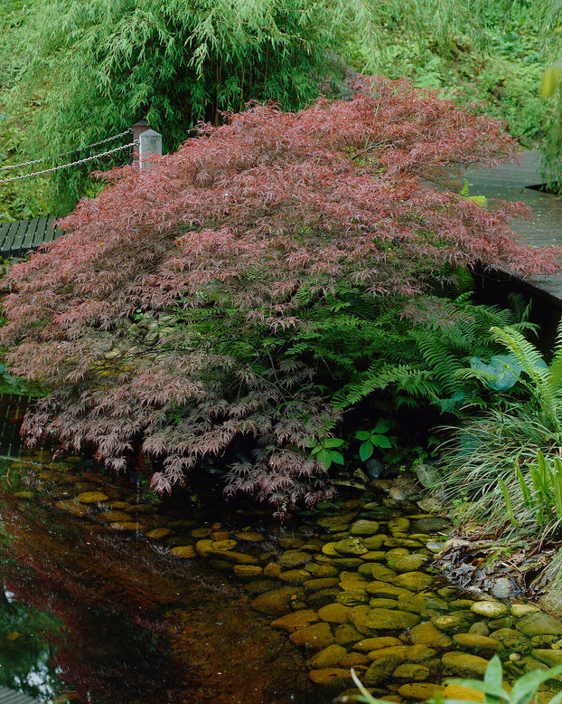 Acer 'Atropurpureum'