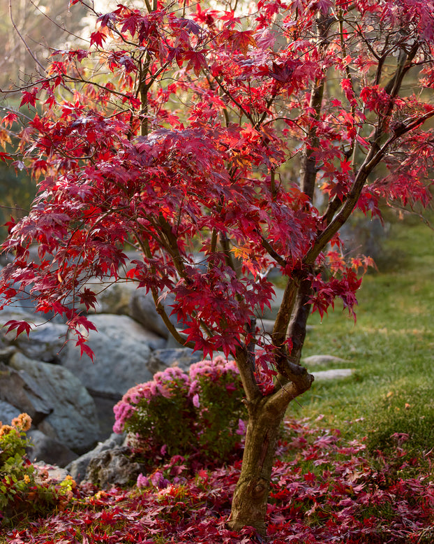 Acer 'Atropurpureum'