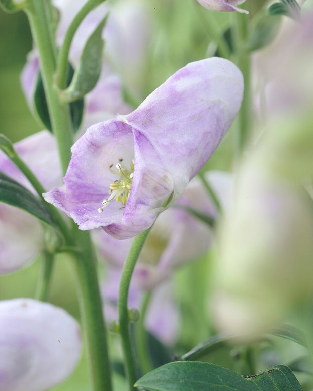 Aconitum 'Cloudy'