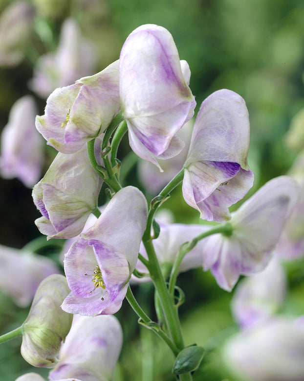 Aconitum 'Cloudy'