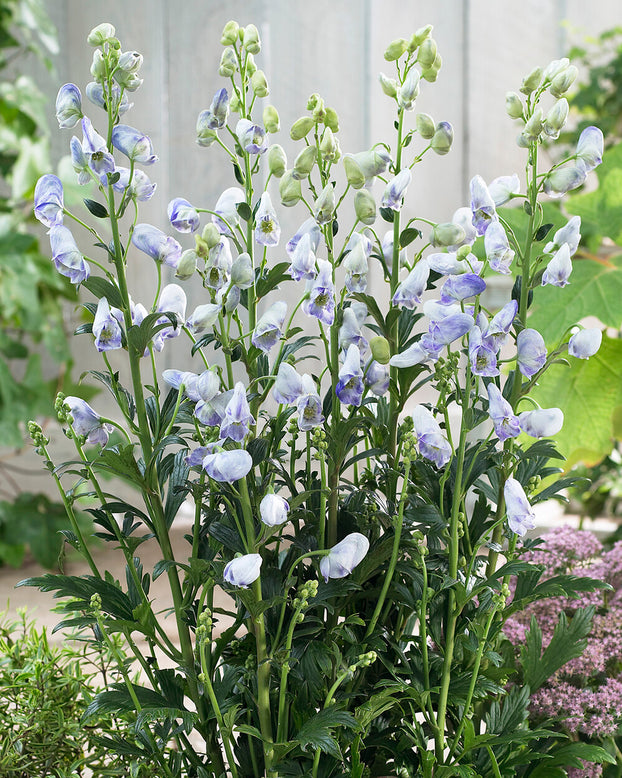 Aconitum 'Cloudy'