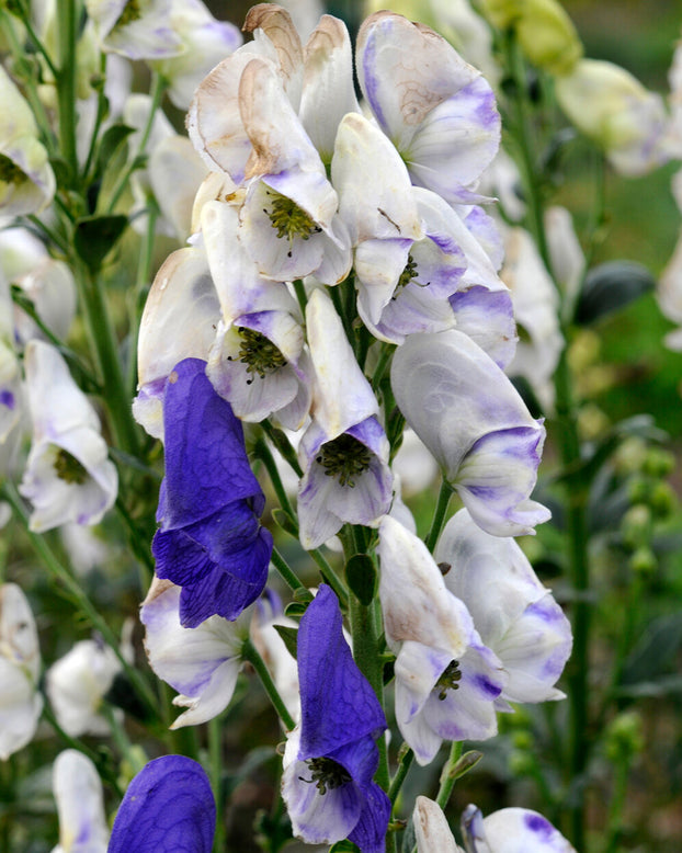 Aconitum 'Cloudy'