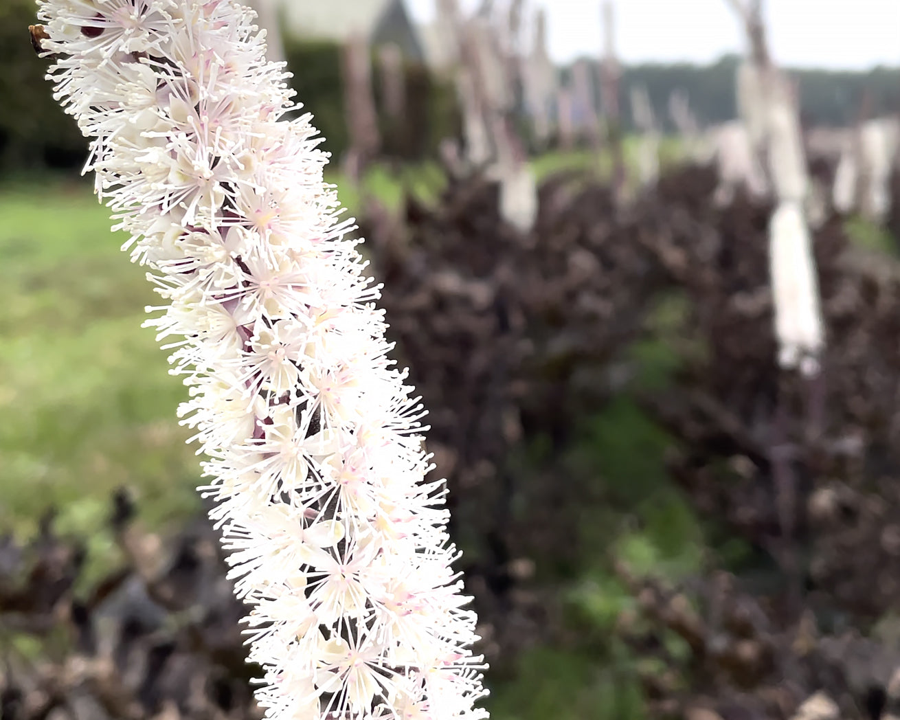 Actaea simplex 'Brunette' bare roots | Buy baneberry plants online at ...
