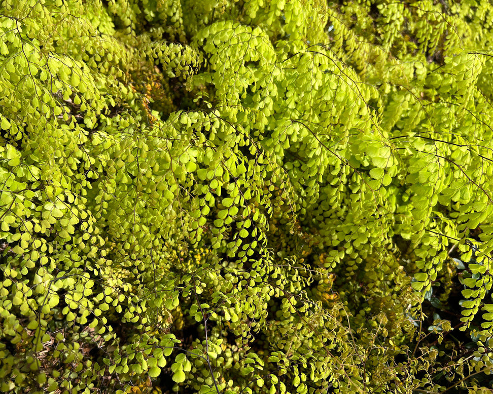 Adiantum venustum