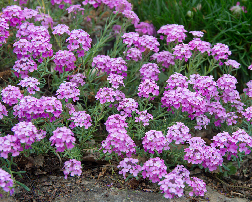 Aethionema 'Warley Rose'