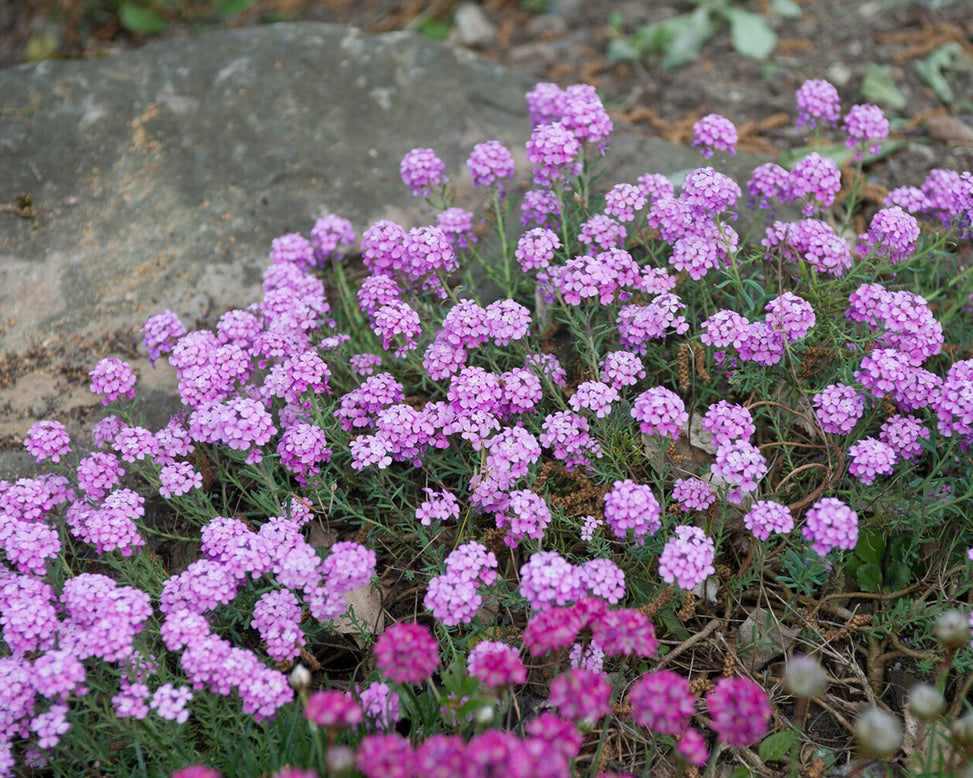 Aethionema 'Warley Rose'