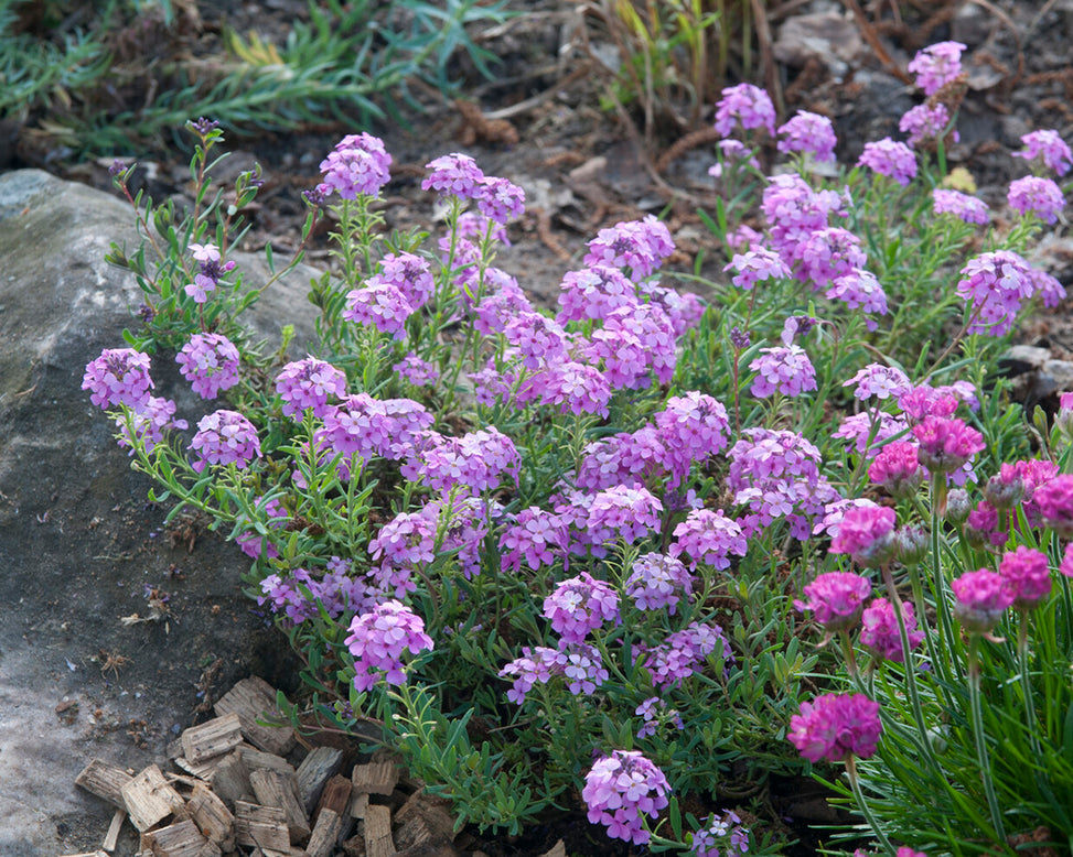 Aethionema 'Warley Rose'