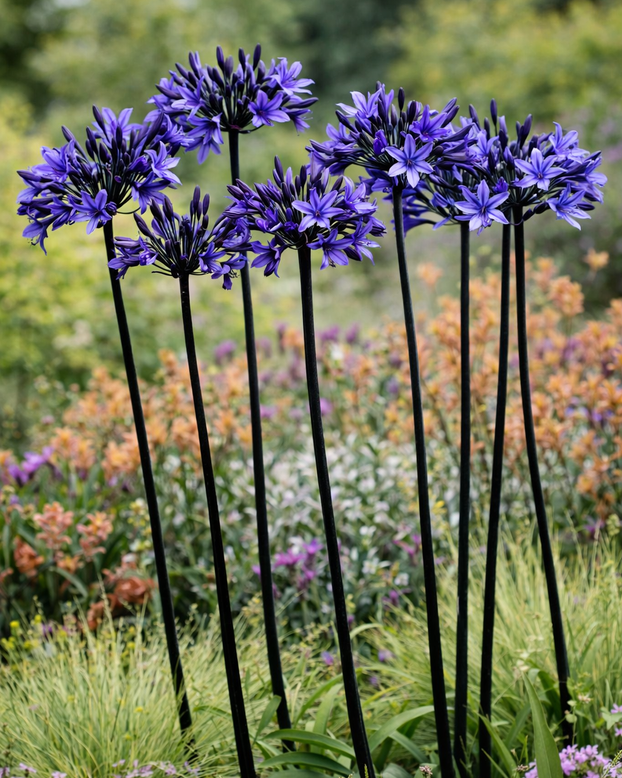 Agapanthus 'Black Arrow'