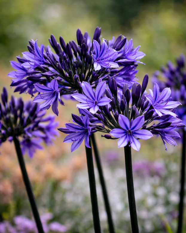 Agapanthus 'Black Arrow'