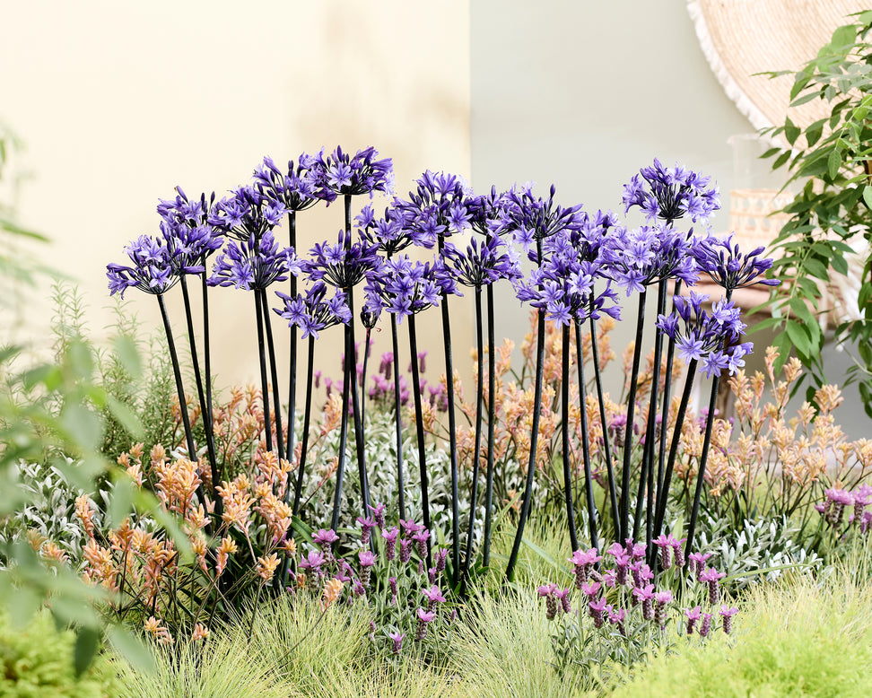 Agapanthus 'Black Arrow'