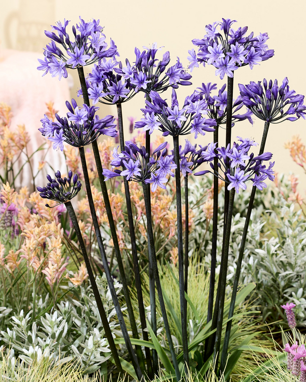 Agapanthus 'Black Arrow'