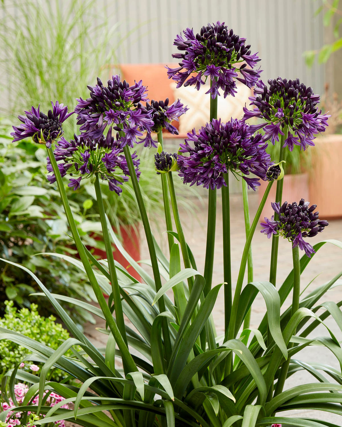 Agapanthus 'Black Jack'