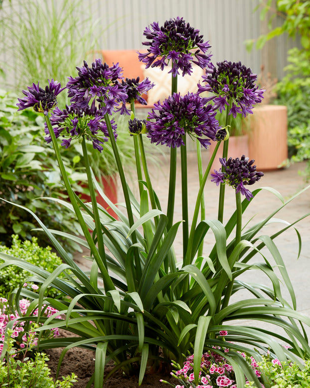Agapanthus 'Black Jack'