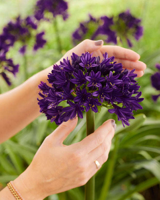 Agapanthus 'Black Jack'