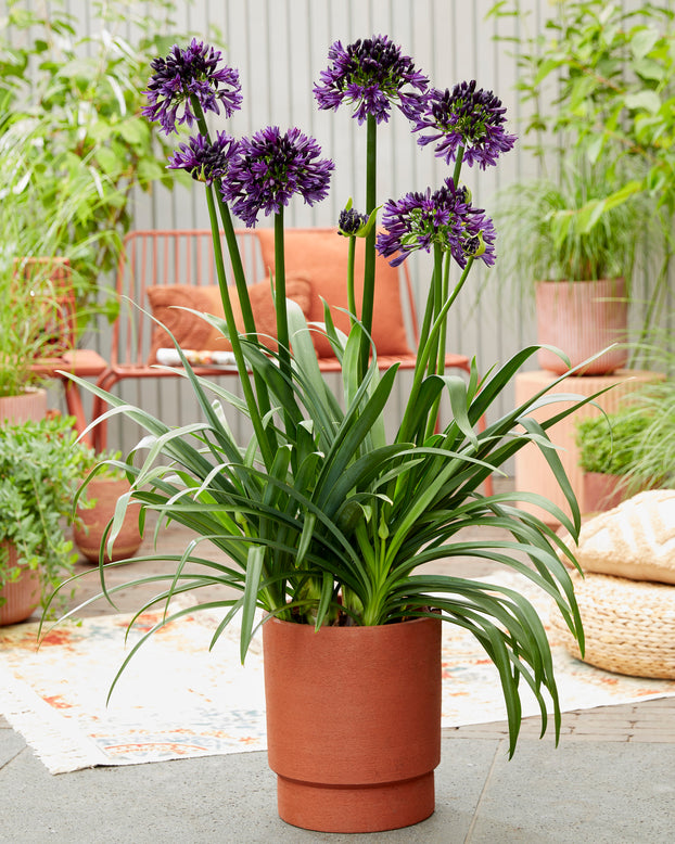 Agapanthus 'Black Jack'