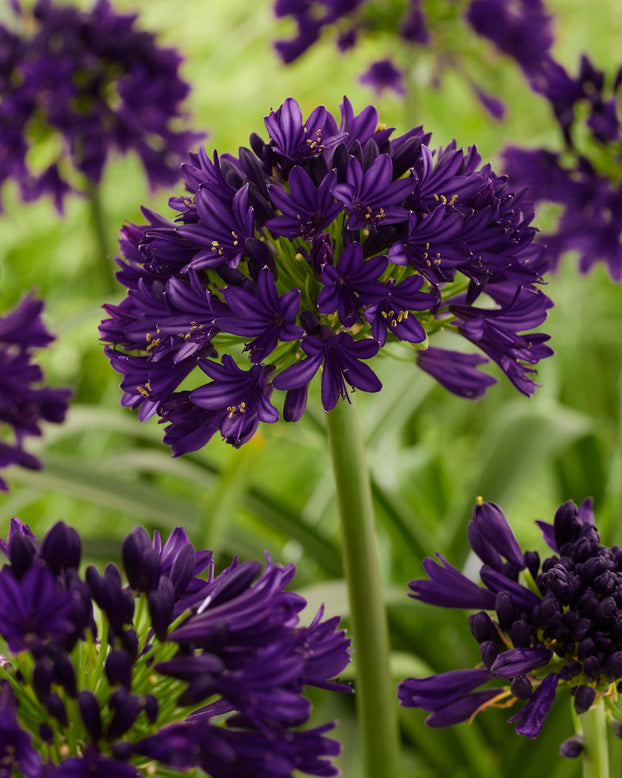 Agapanthus 'Black Jack'