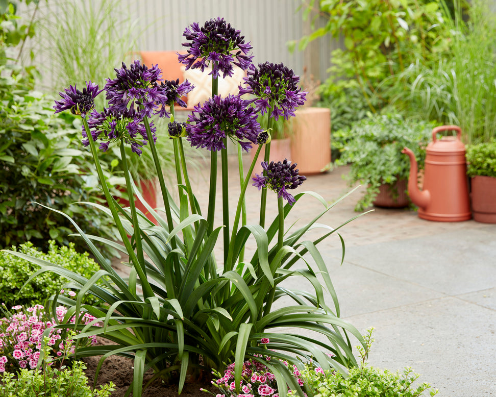 Agapanthus 'Black Jack'
