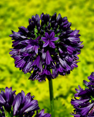 Agapanthus 'Black Jack'