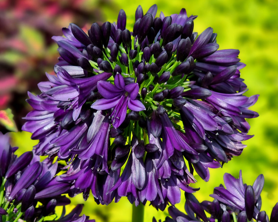 Agapanthus 'Black Jack'