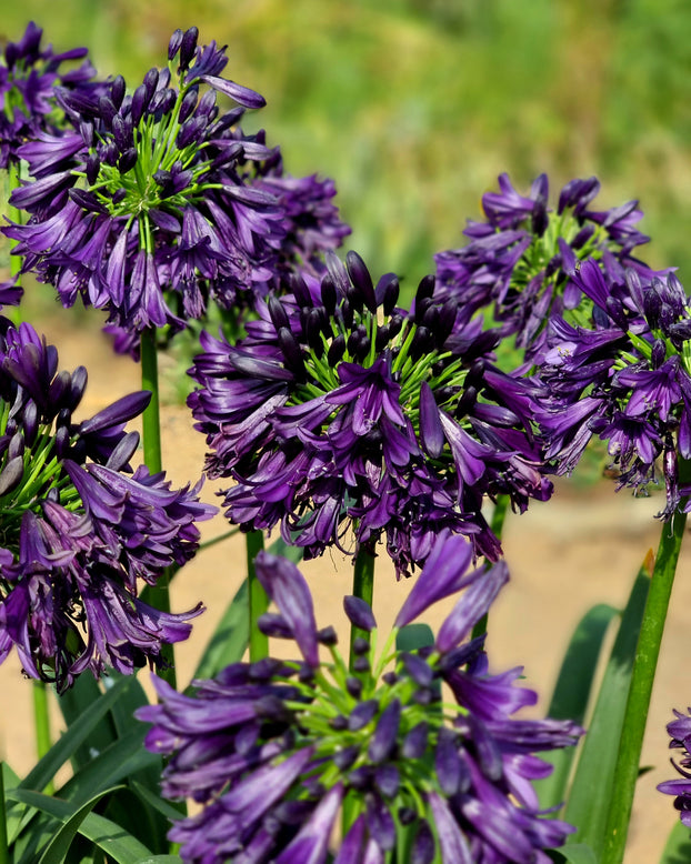 Agapanthus 'Black Jack'